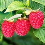 Що таке апсайклінг: мистецтво дарувати речам друге життя та філософія свідомого споживання